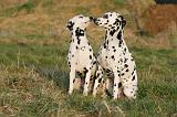 DALMATIEN 461